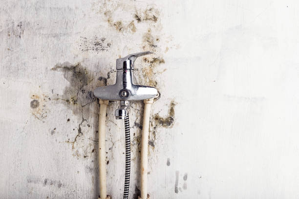 Best Black Mold Removal  in Glenolden, PA