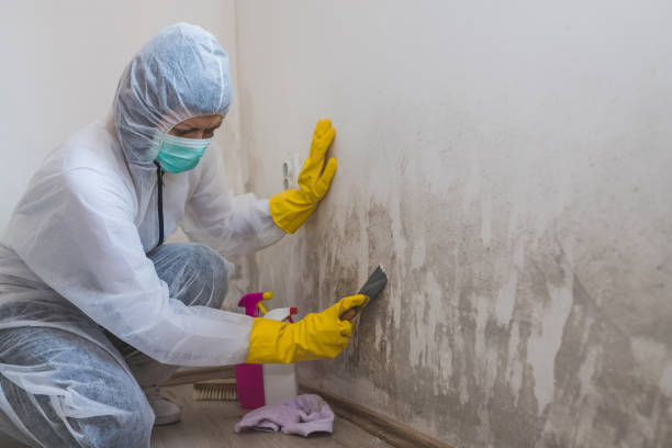 Best Toxic Mold Removal  in Glenolden, PA