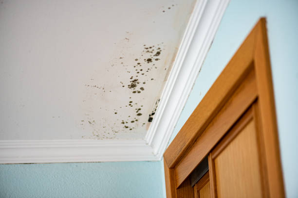 Best Certified Mold Removal  in Glenolden, PA