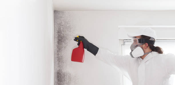 Trusted Glenolden, PA Mold Removal Experts