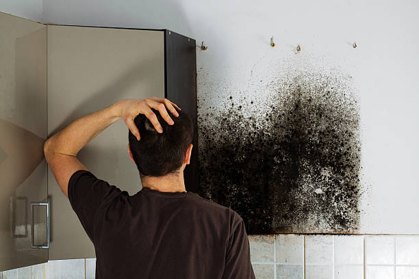 Attic Mold Removal in Glenolden, PA